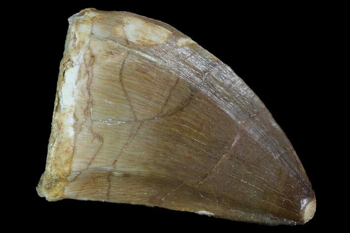 Mosasaur (Prognathodon) Tooth #96785